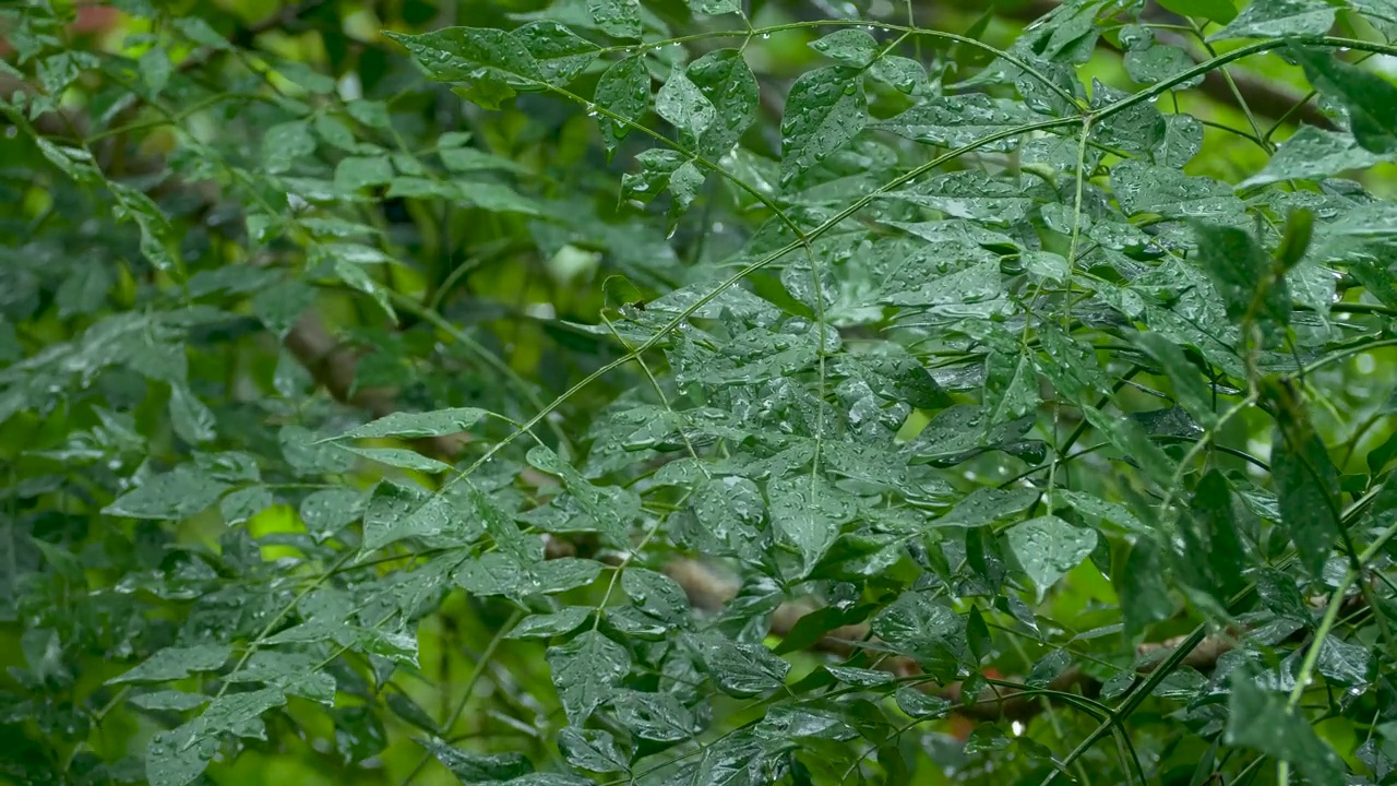 大雨落在绿叶的背景上视频素材