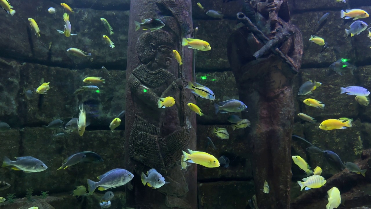 水族箱中的热带鱼视频素材