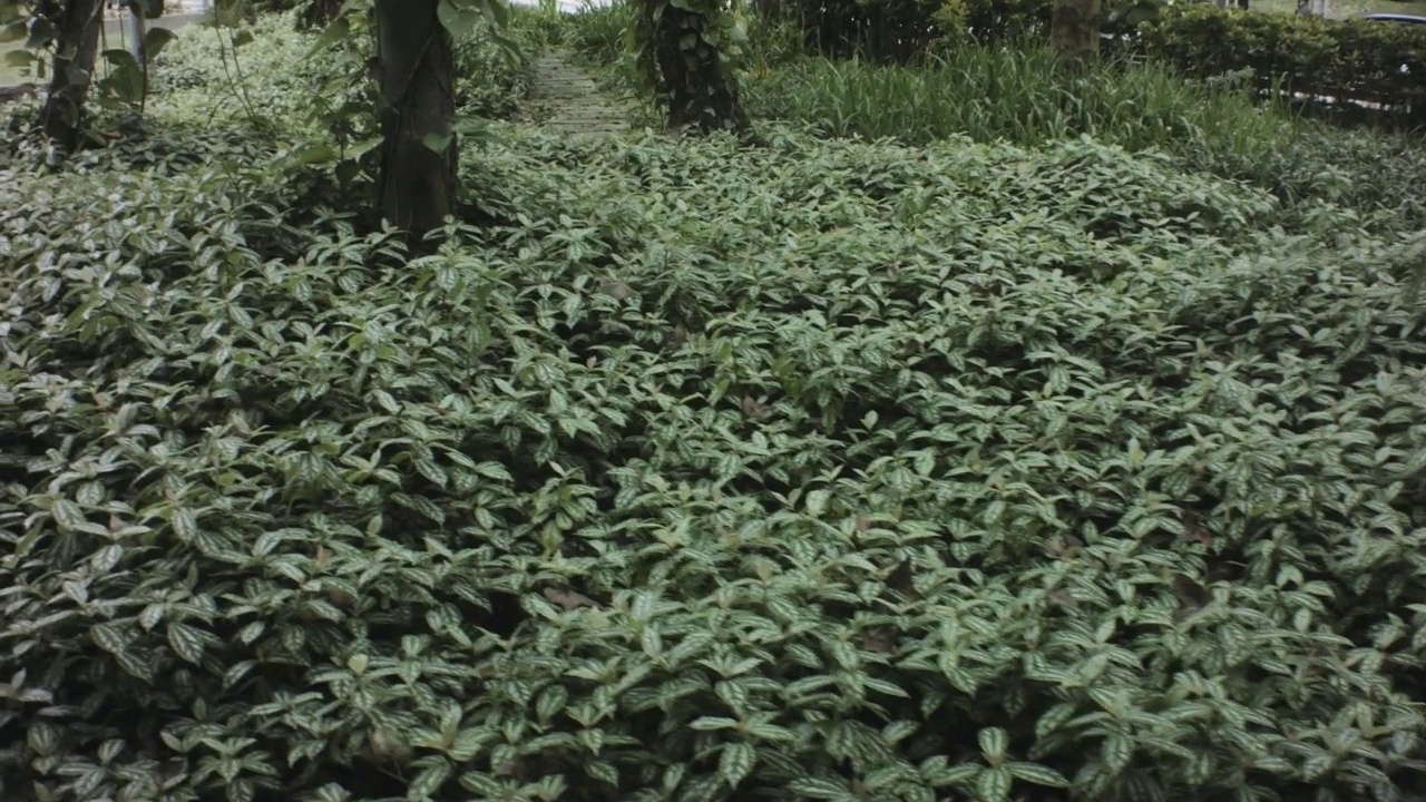 在阴沉阴沉的日子里，沿着森林热带公园的道路侧景向前走，各种植被和树木经过公园外的两条交通长凳视频素材