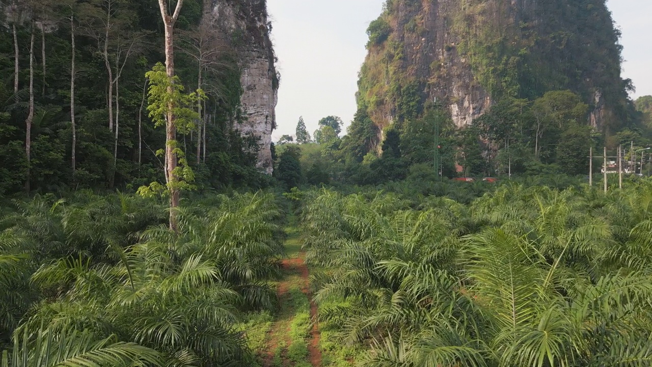 泰国棕榈油种植园的鸟瞰图视频素材