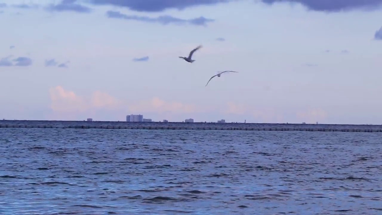 飞翔的海鸥鸟与蓝色的天空背景云在墨西哥。视频素材