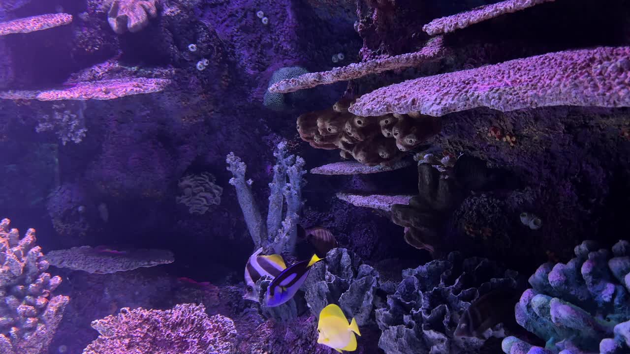 水族箱中的热带鱼视频素材