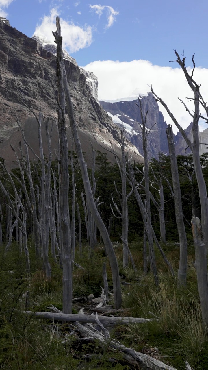 在Torres del Paine国家公园的森林和雪山中，您可以动态观看Mirador Britanico或Britanic瞭望台视频素材