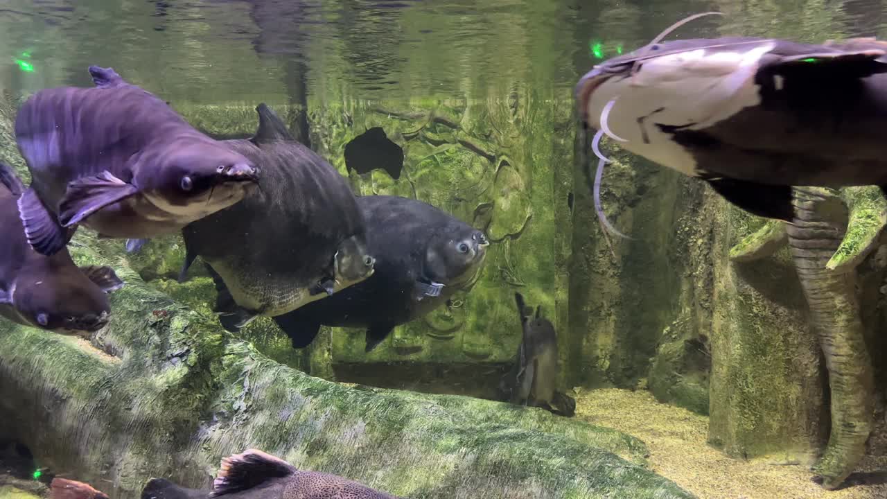 水族箱中的热带鱼视频素材