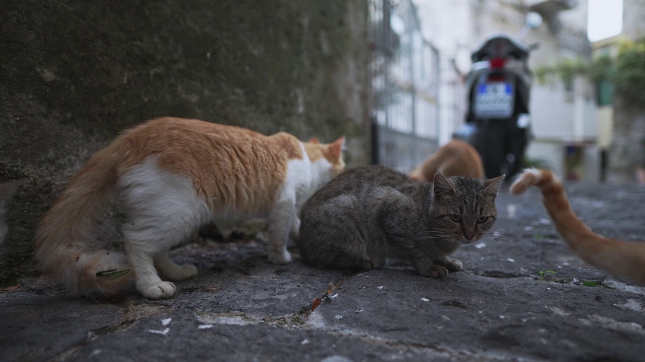 城里一群无家可归的猫。视频素材