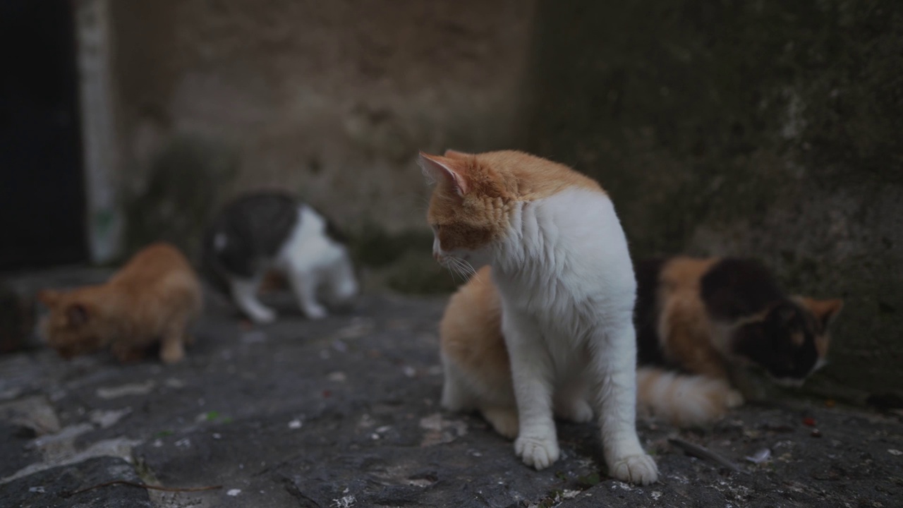 城里一群无家可归的猫。视频素材