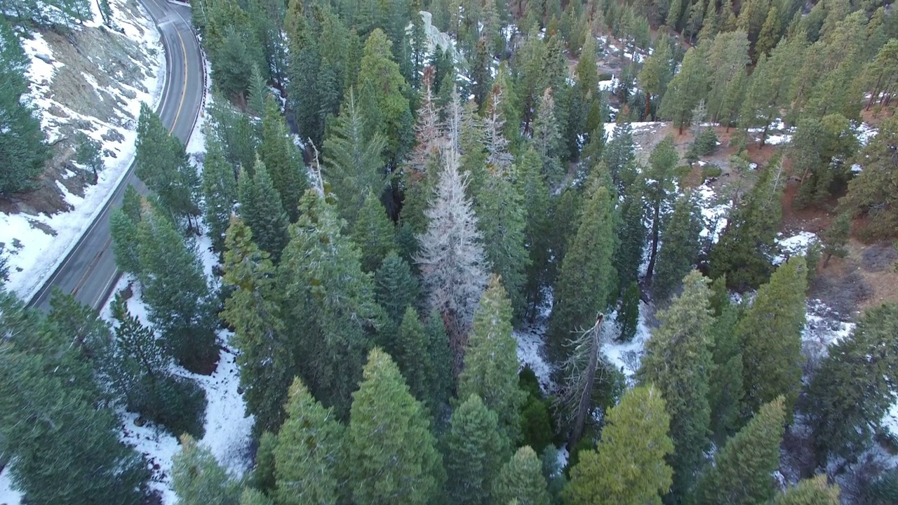 冬季雪航拍松林和山脉加州向前倾斜视频素材