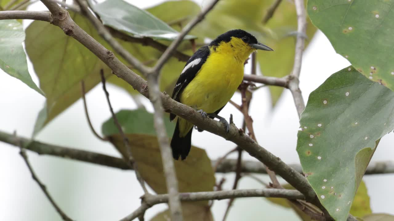 Common Iora，斯里兰卡视频素材