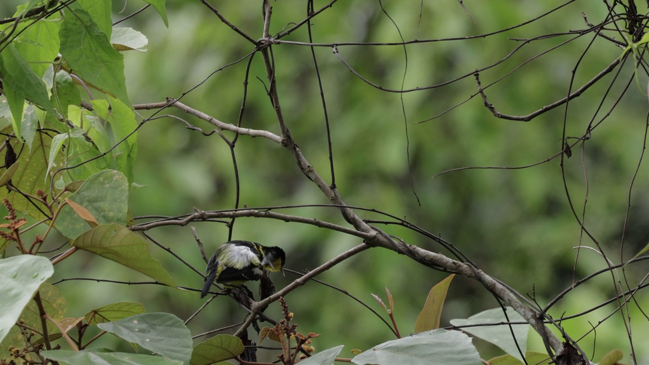 Common Iora，斯里兰卡视频素材