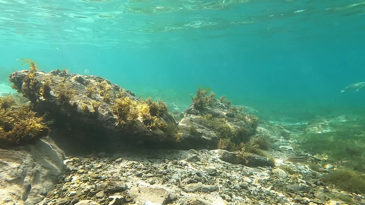 美属维尔京群岛圣约翰的珊瑚礁。视频素材