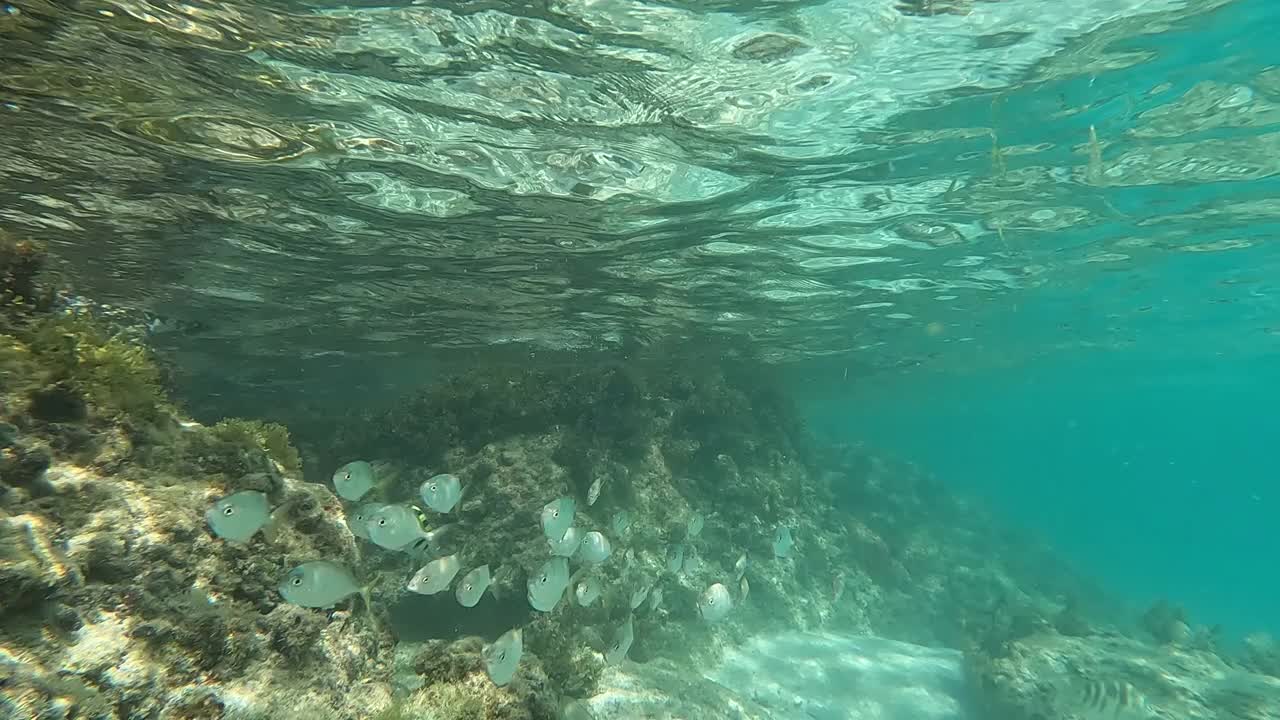 美属维尔京群岛圣约翰的珊瑚礁。视频素材