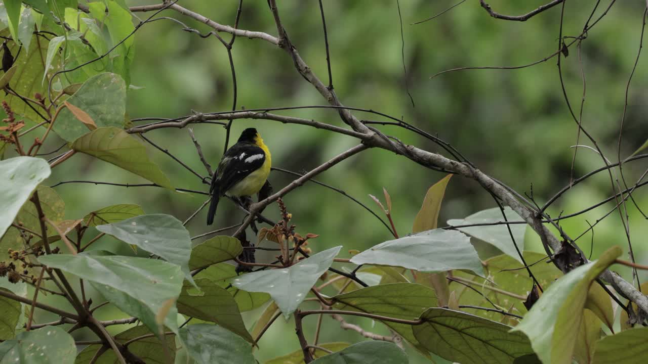 Common Iora，斯里兰卡视频素材