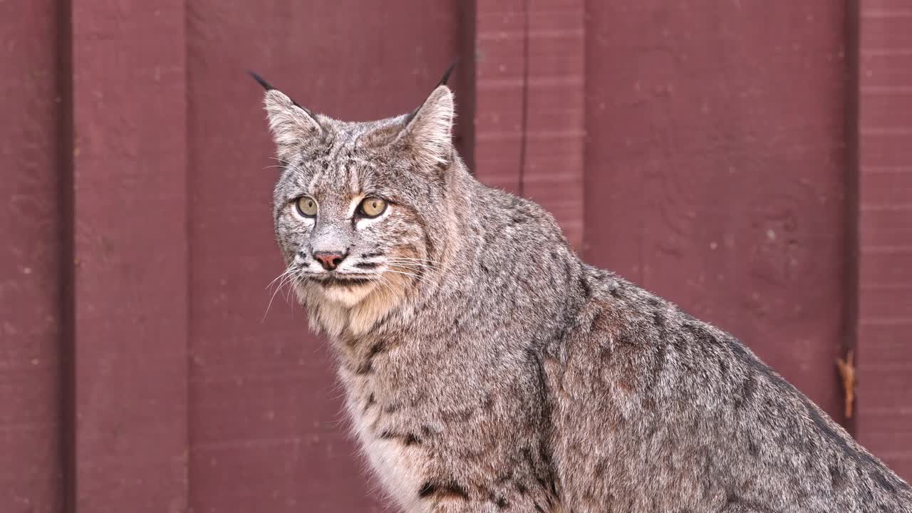 约塞米蒂山谷的山猫视频素材