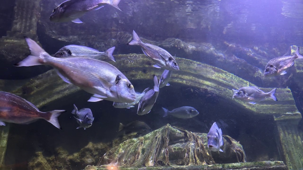 水族箱中的热带鱼视频素材