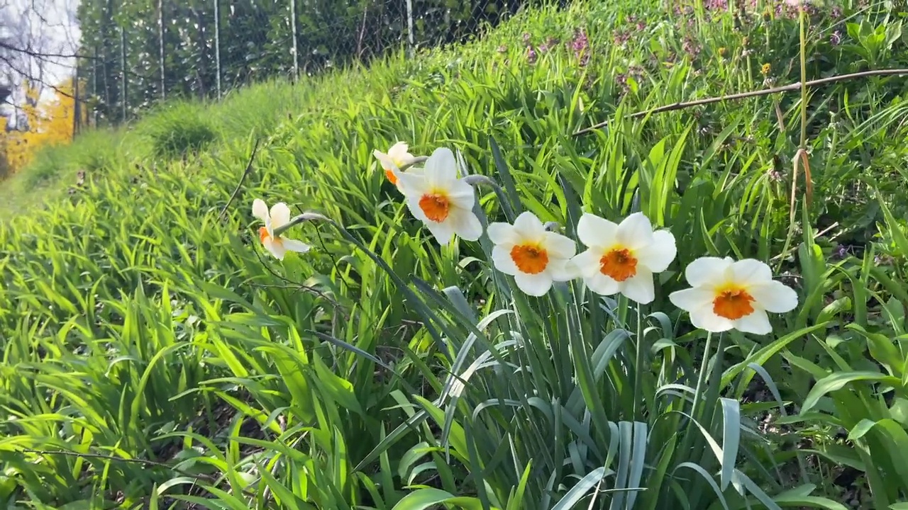 盛开的白色和橙色水仙花视频素材