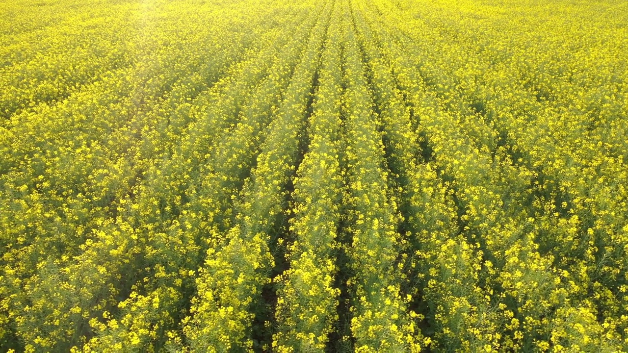 油菜籽开花田鸟瞰图视频素材