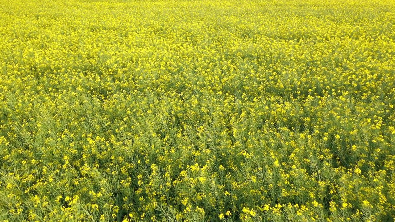 油菜籽开花田鸟瞰图视频素材