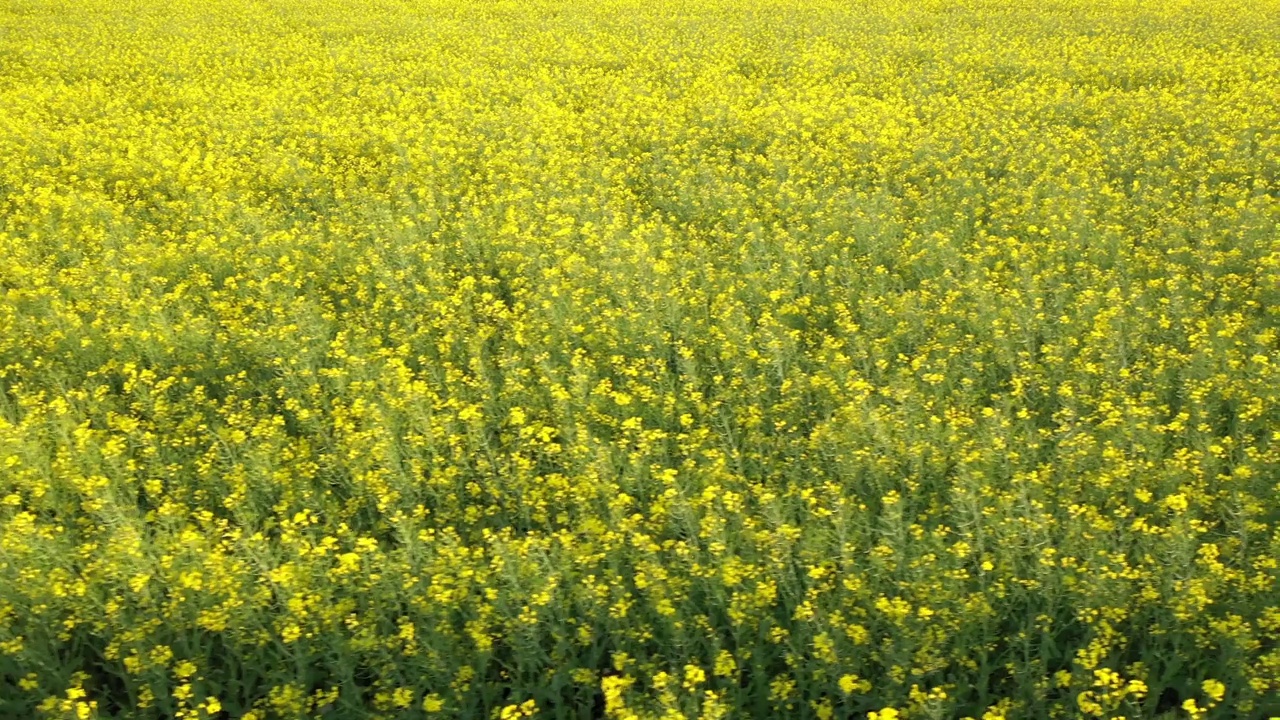 油菜籽开花田鸟瞰图视频素材