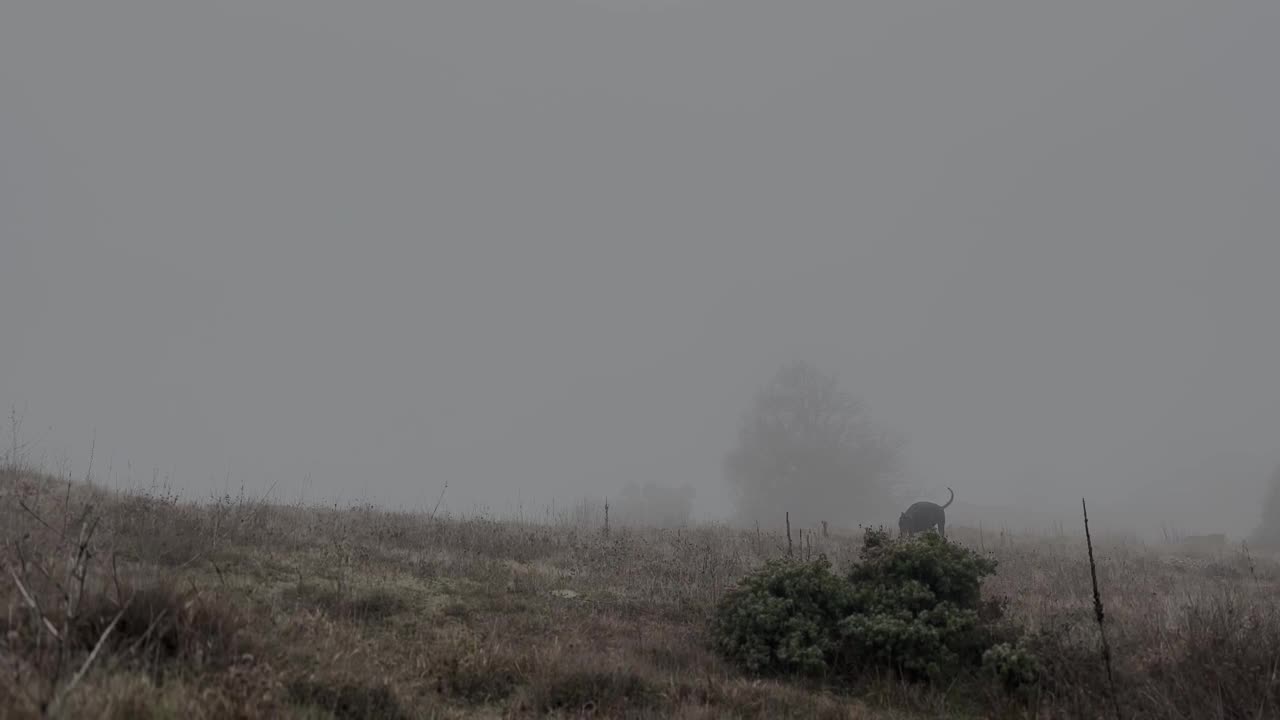 杜宾猎犬在草地上散步，雾蒙蒙的雨天视频素材