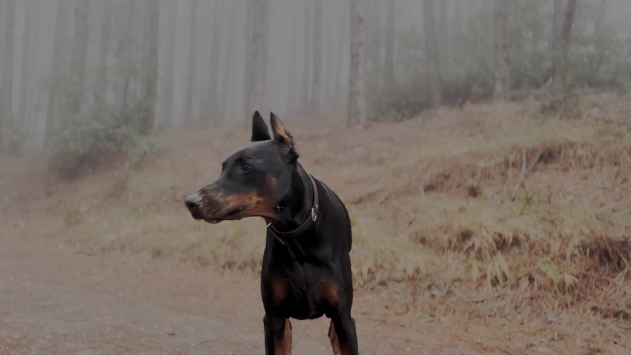 巨大的杜宾犬近距离观看，聆听和观察，漫步在松树林雾蒙蒙的雨天视频素材