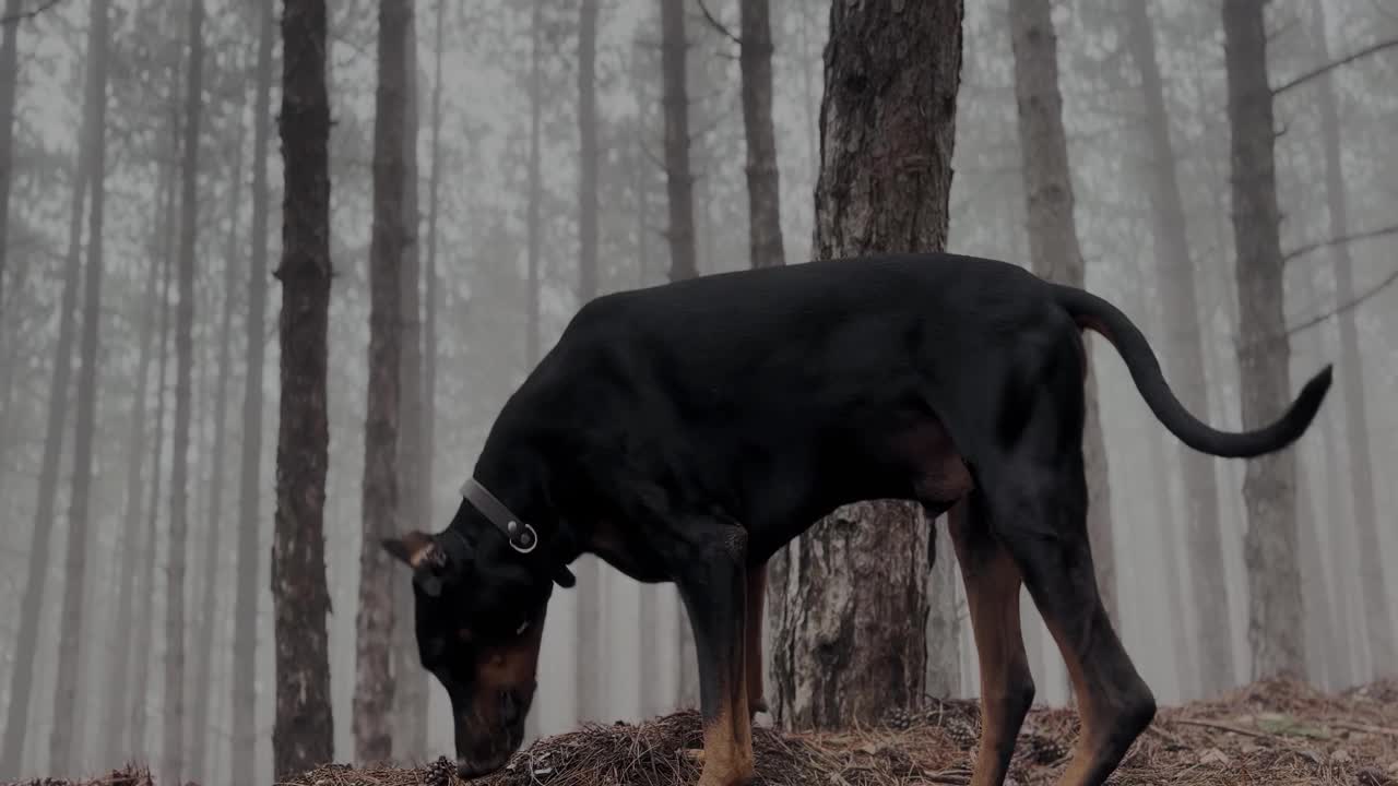 黑色杜宾犬漫步森林小径，迷失在雾中视频素材