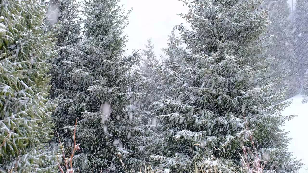 落雪森林云杉冬天视频素材