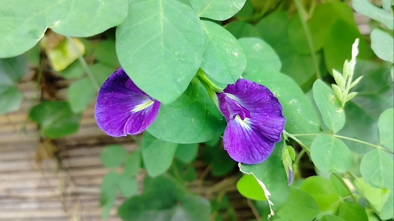 花蝴蝶视频素材