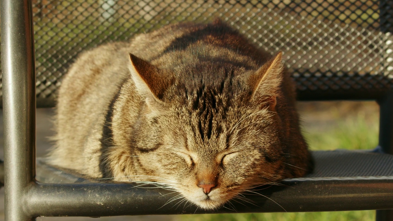 椅子上的猫特写视频素材