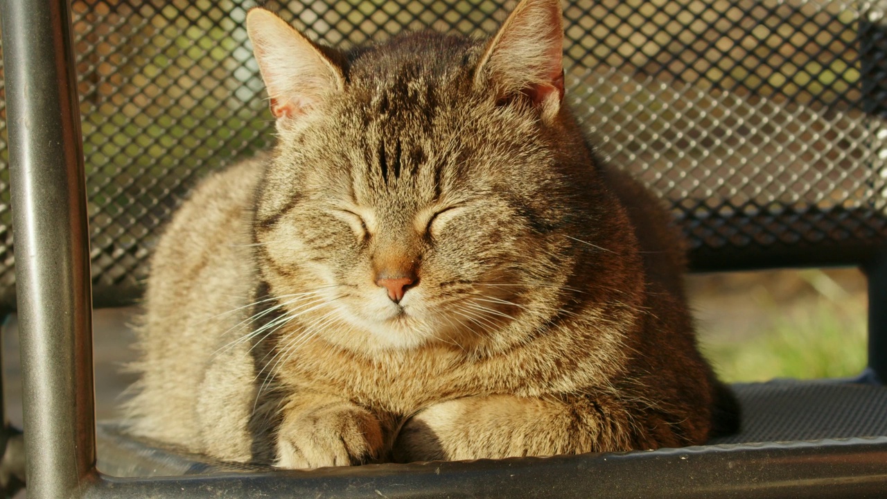 椅子上的猫特写视频素材