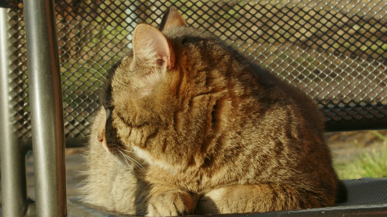 椅子上的猫特写视频素材