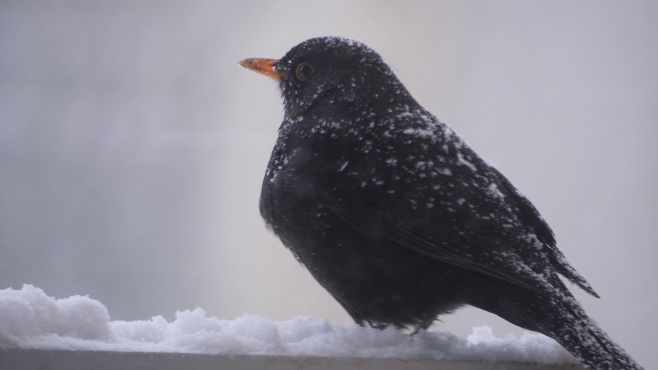 冬天，黑鸟站在雪地上视频素材