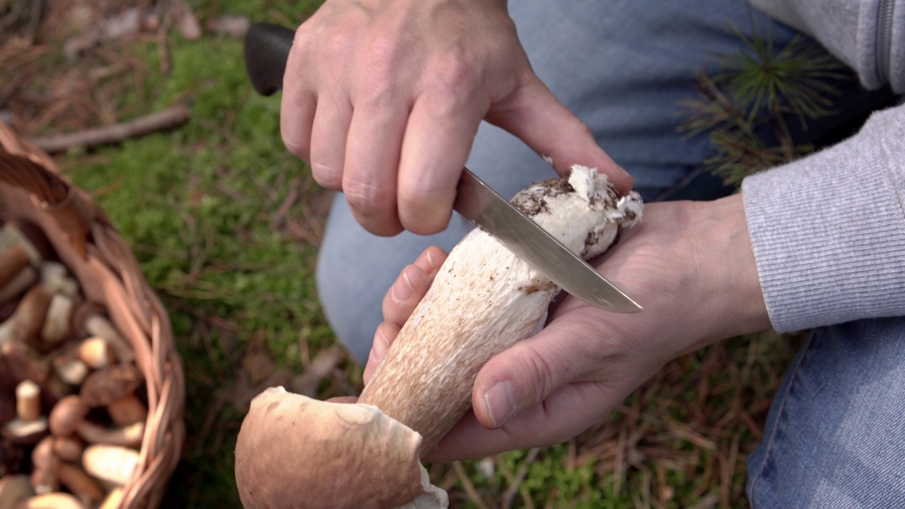 在森林里清洗野生牛肝菌或牛肝菌视频下载