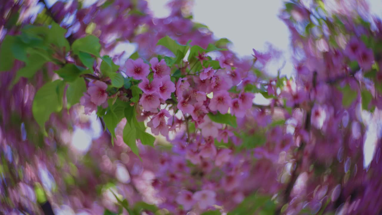 川崎樱花旋涡模糊在春天的季节近距离视频素材