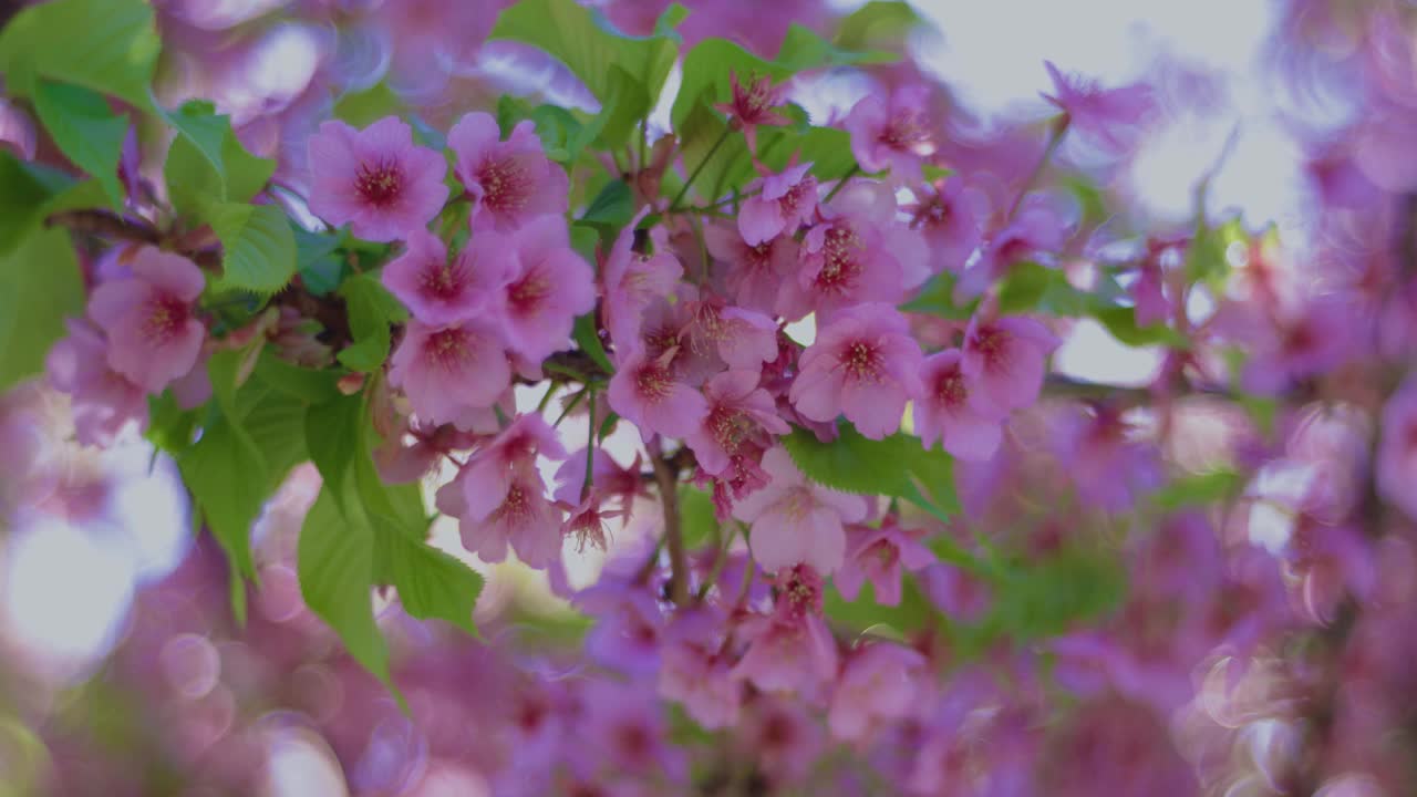 川崎樱花旋涡模糊在春天的季节近距离视频素材