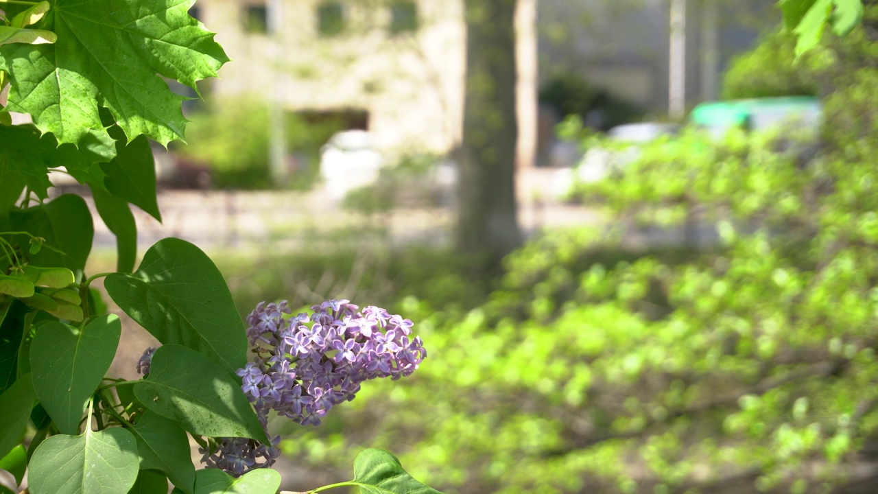 紫丁香花在公园里摇曳视频素材