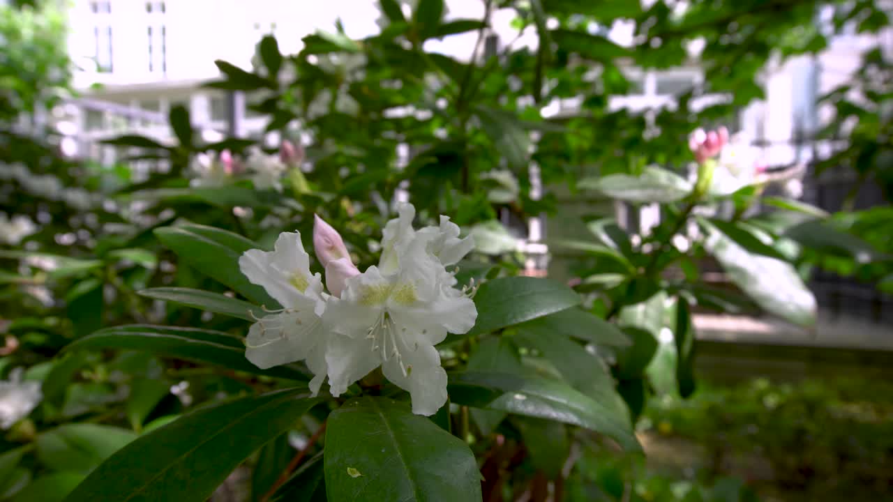 杜鹃花摇曳在赢花视频下载