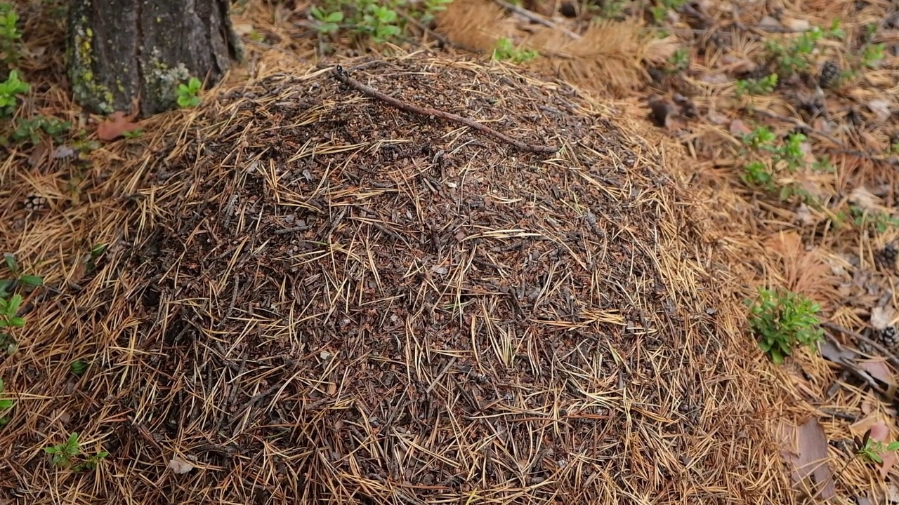 一个蚁丘与一群蚂蚁的特写。松树针叶林中的蚁丘视频素材