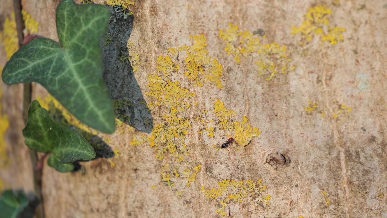 树皮上的蚂蚁视频素材