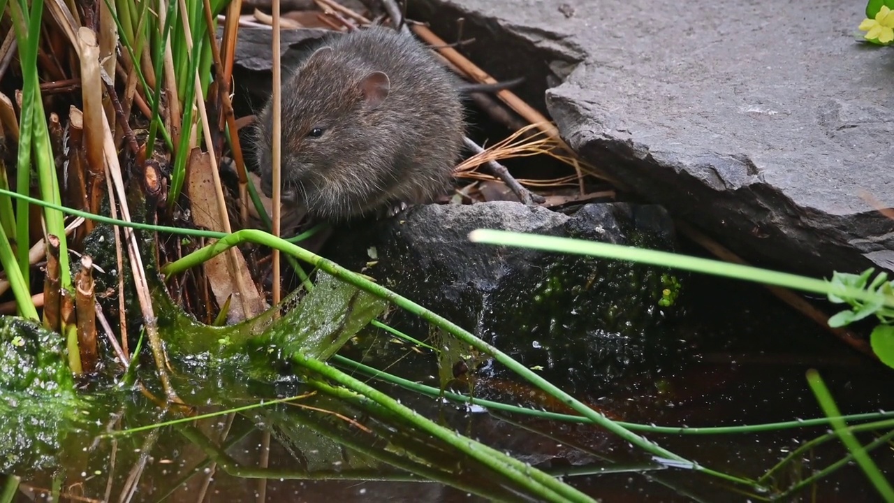 澳大利亚沼泽鼠(Rattus lutreolus)视频素材