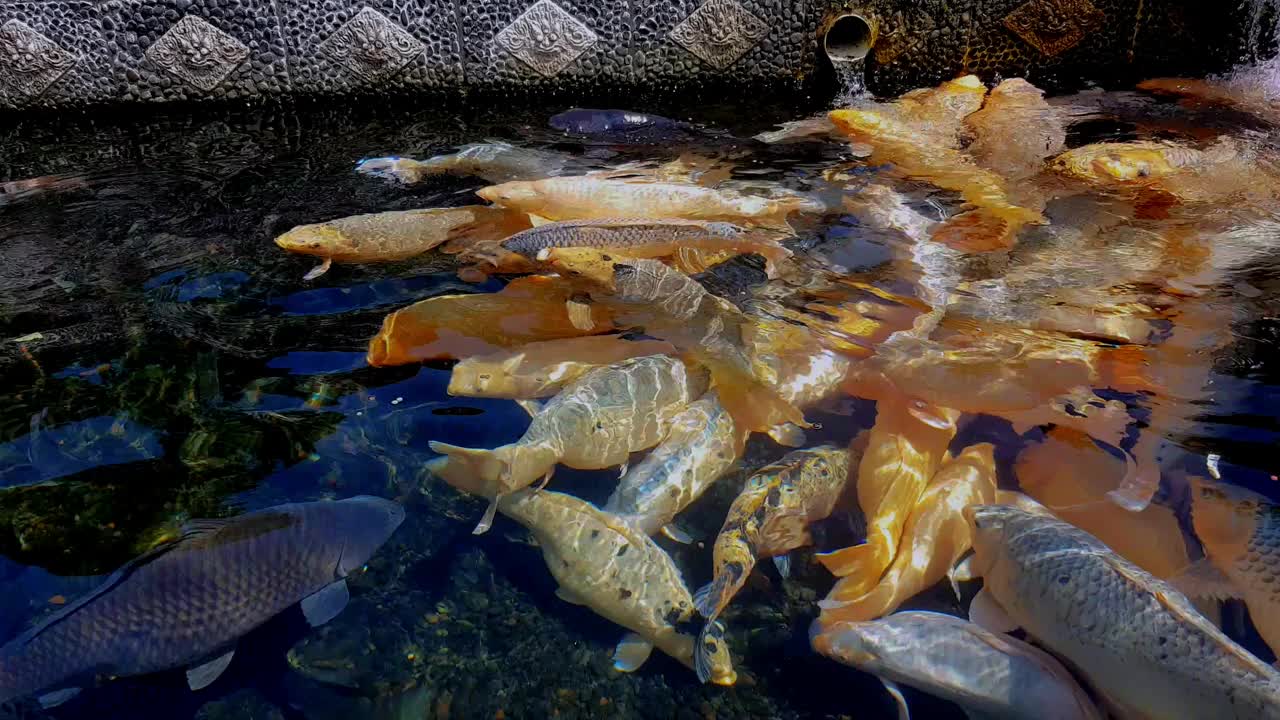 一群锦鲤在池塘里游泳视频下载