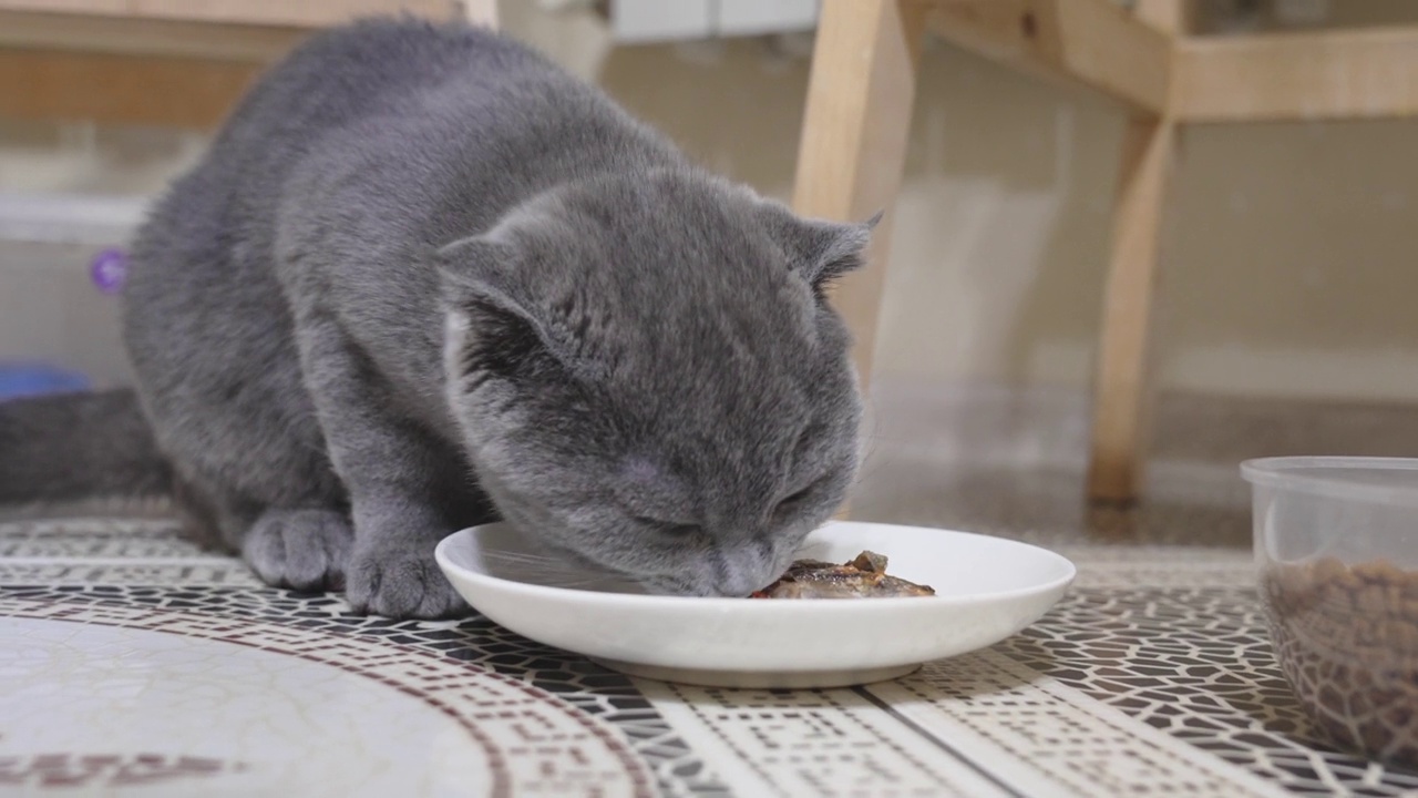 一只可爱有趣的英国短毛猫的小猫正在吃碟子里的食物。视频素材