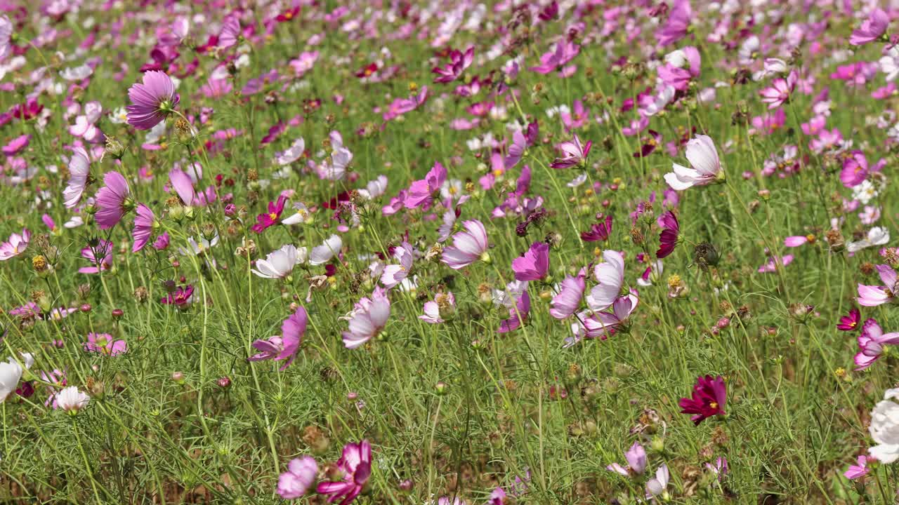 粉红色的宇宙花盛开的田野视频素材