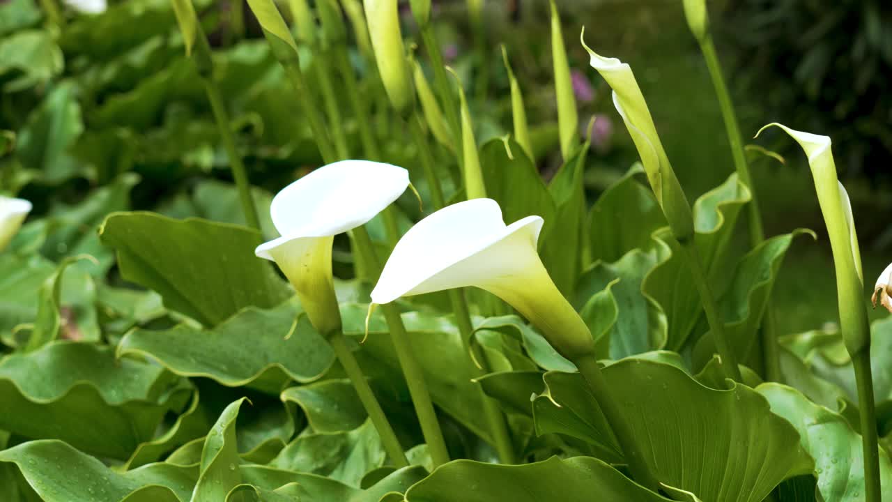 花园中的马蹄莲花。马蹄莲和百合花视频素材