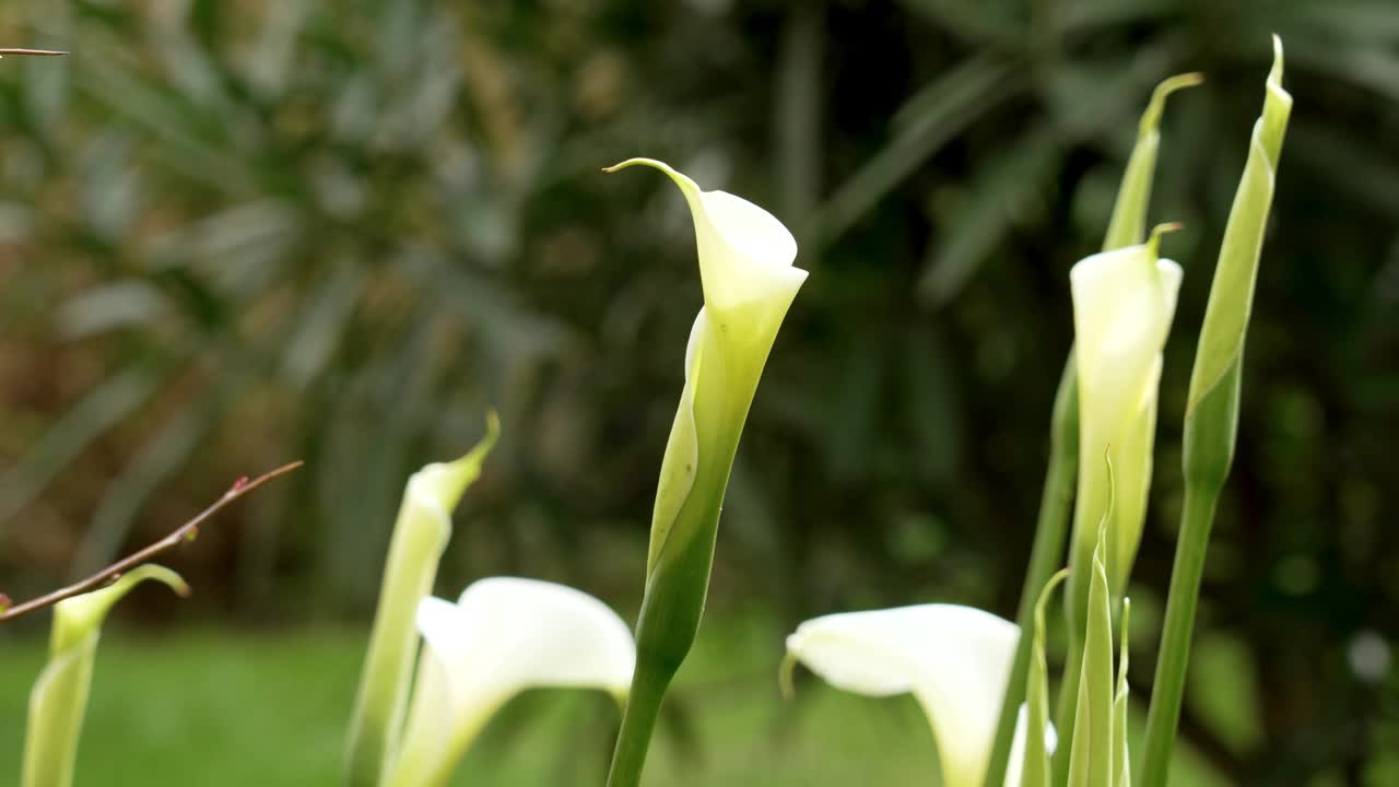 白色盛开的马蹄莲花蕾在花园里视频素材