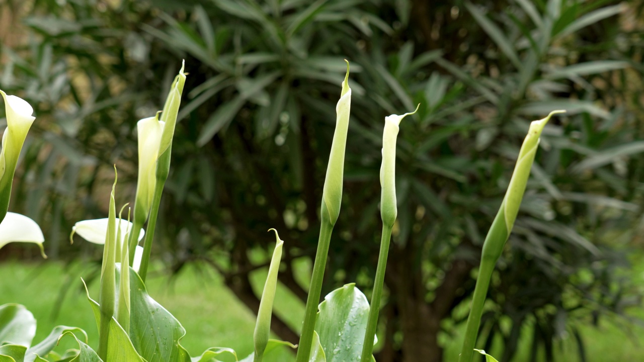 白马蹄莲花蕾在花园里视频素材