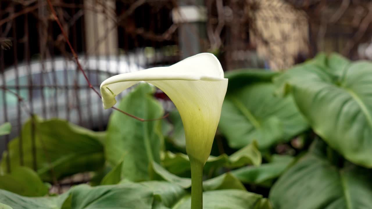 城市花园中的马蹄莲花视频素材