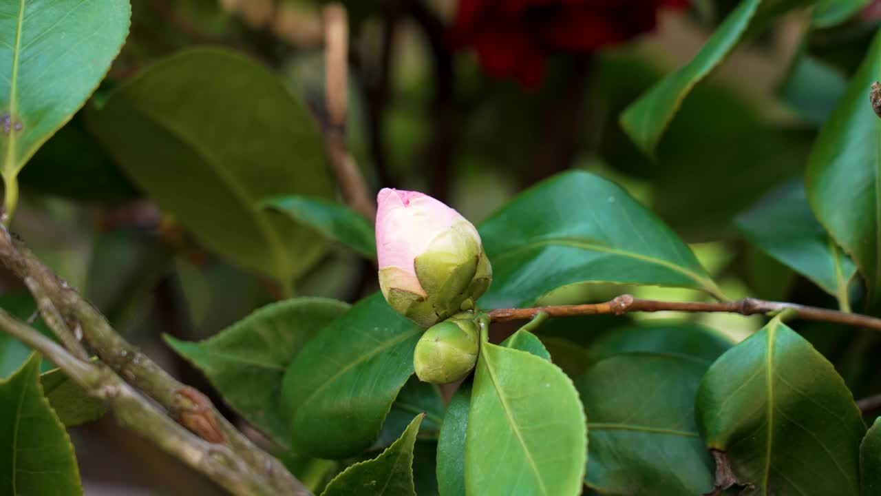 娇嫩的粉红色花蕾在葱绿的春叶中绽放视频素材