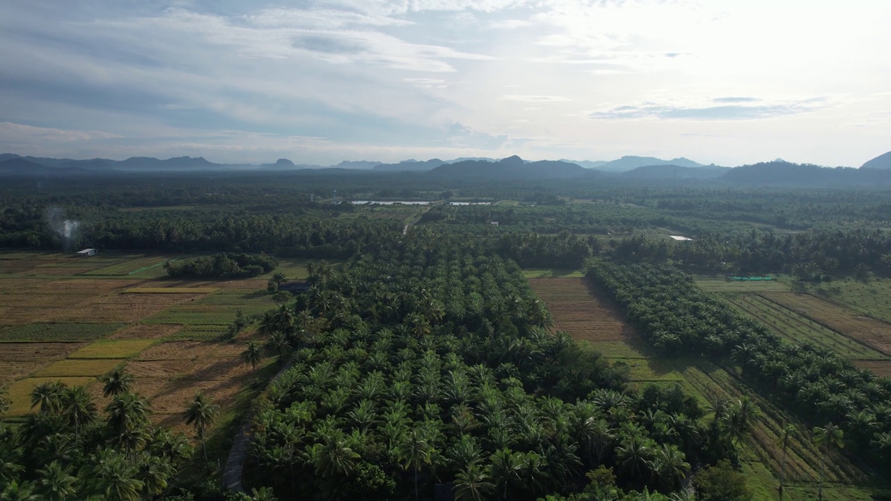 棕榈树，棕榈树种植园。视频素材