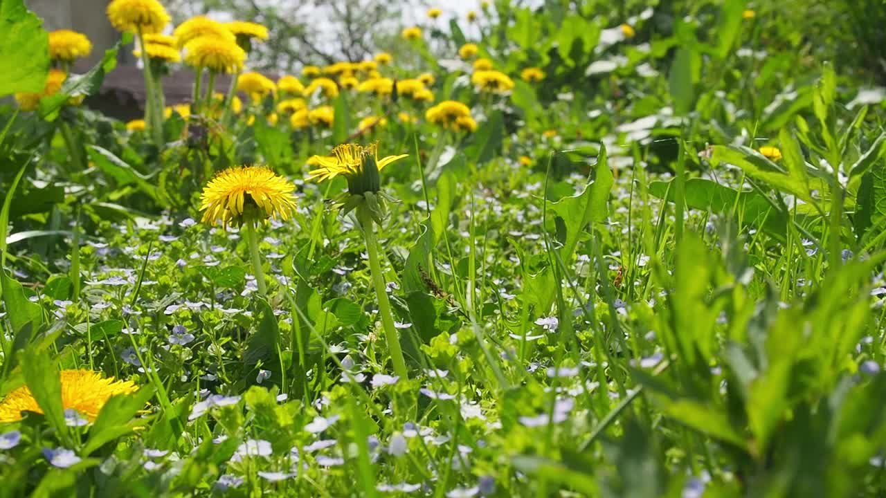 花园里的蒲公英花视频素材