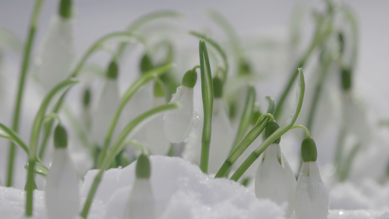 小小的雪花莲花生长在雪地上，迎风摇曳视频下载